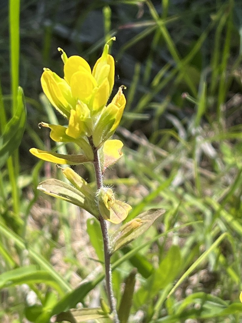 Cahaba Indian Paintbrush photo 8