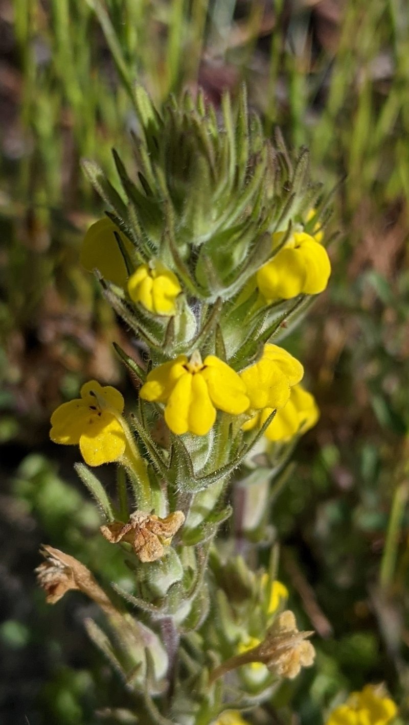 Cutleaf Indian Paintbrush