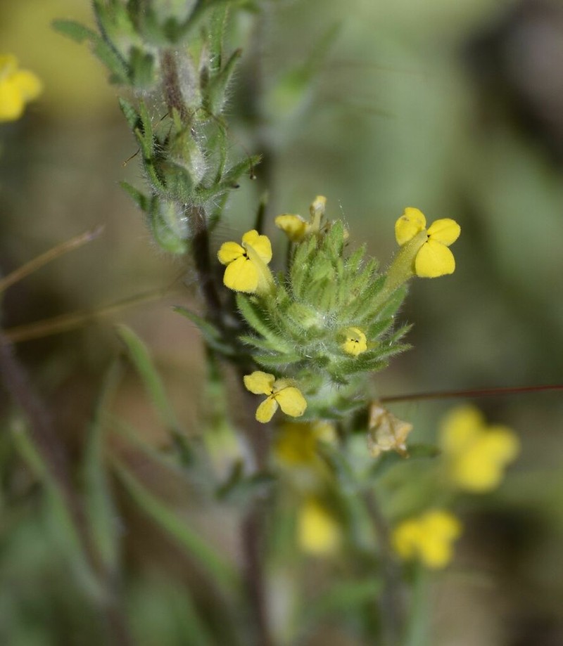 Cutleaf Indian Paintbrush