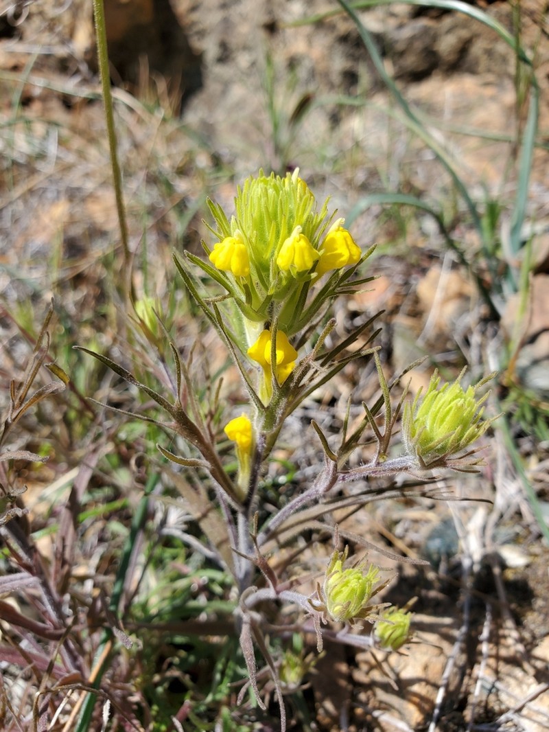 Cutleaf Indian Paintbrush photo 2