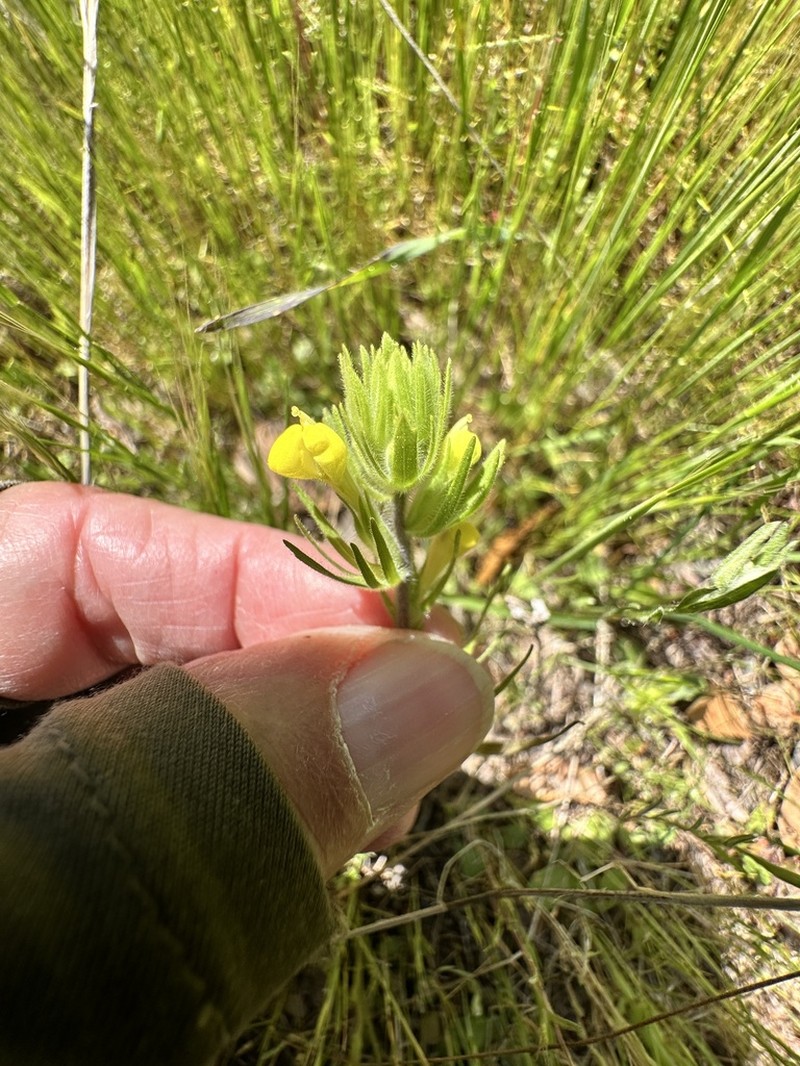 Cutleaf Indian Paintbrush photo 3