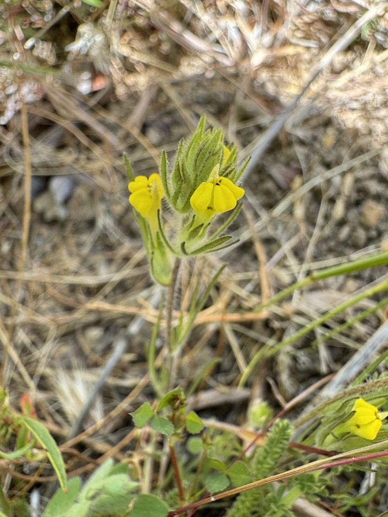 Cutleaf Indian Paintbrush photo 4