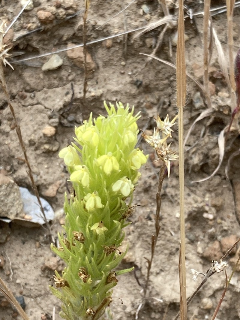Cutleaf Indian Paintbrush photo 5
