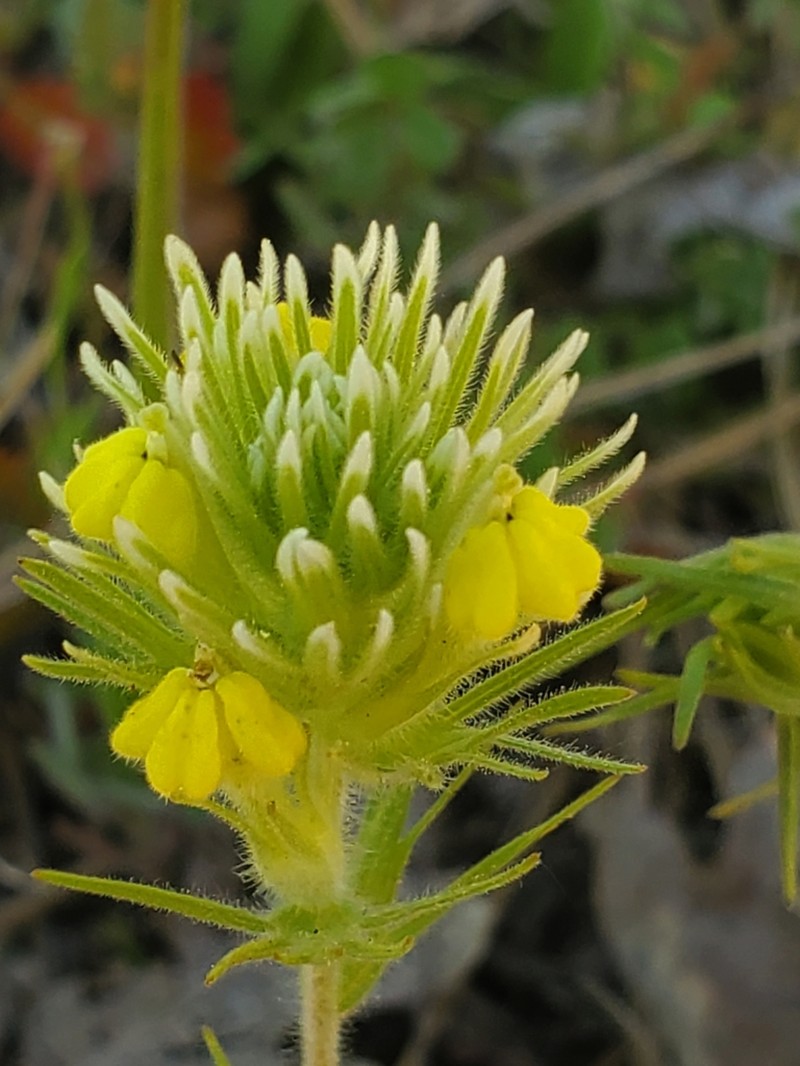 Cutleaf Indian Paintbrush photo 6