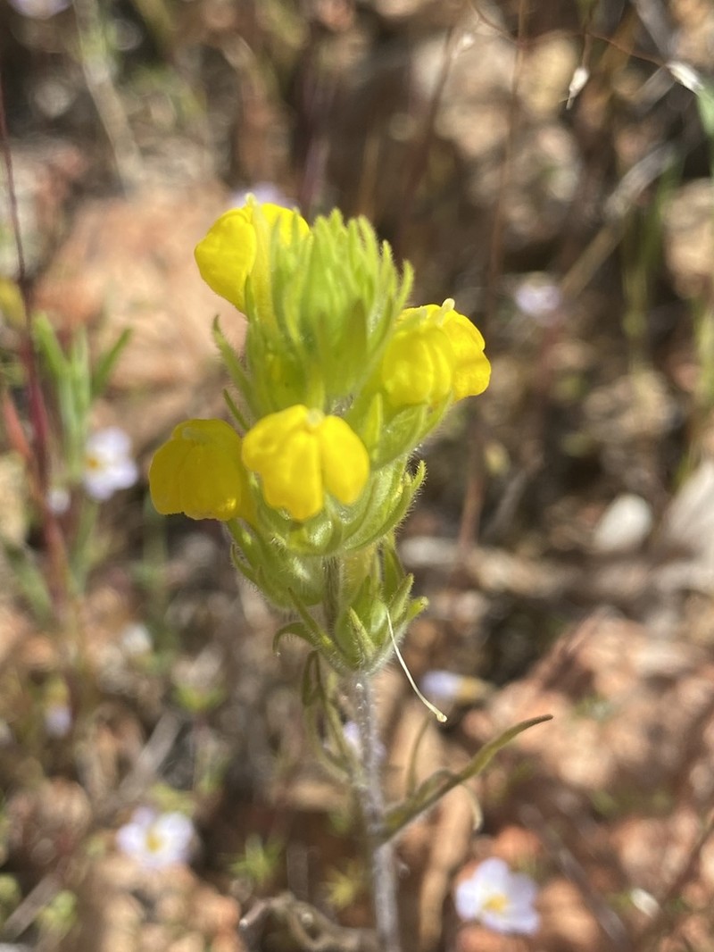 Cutleaf Indian Paintbrush photo 7