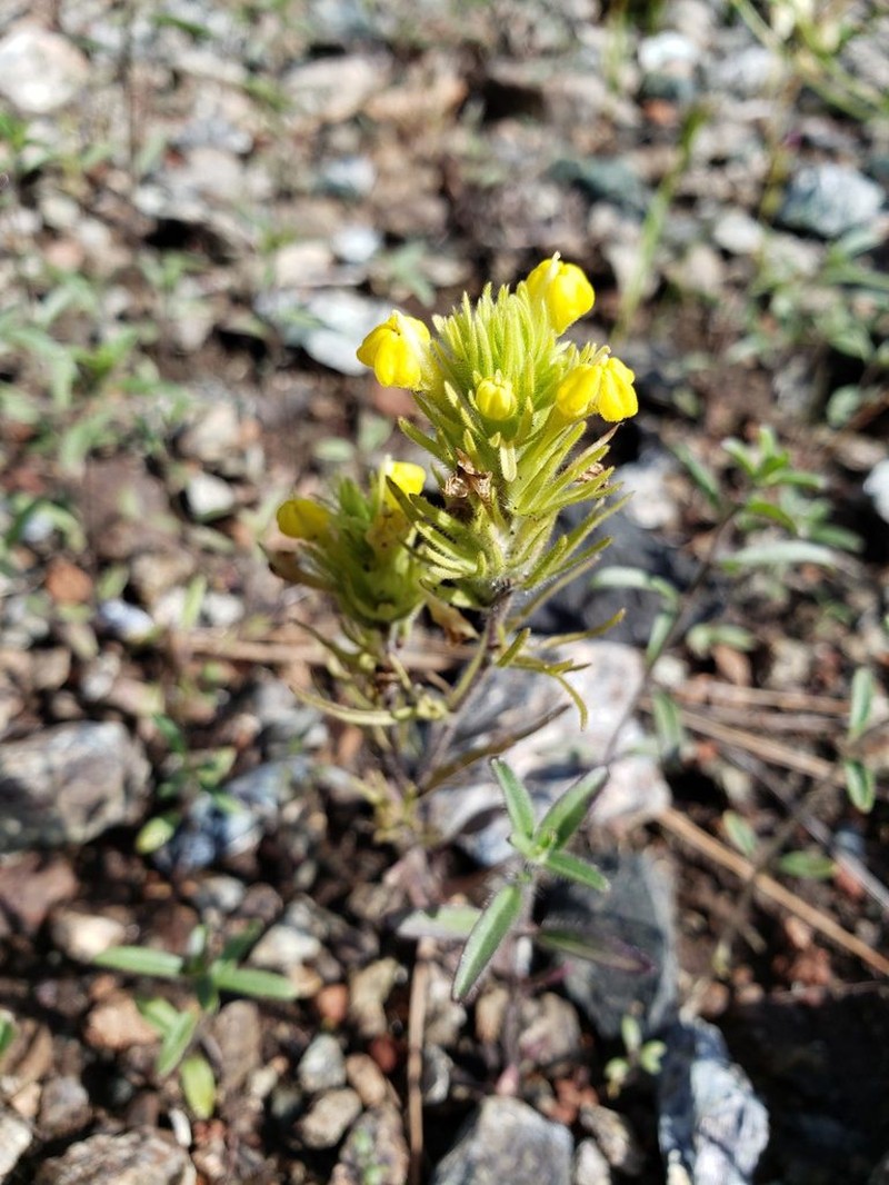 Cutleaf Indian Paintbrush photo 8