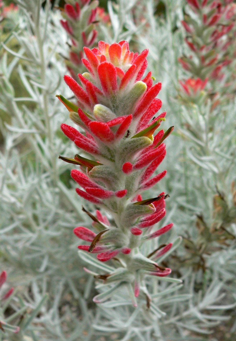 Sierra Woolly Indian Paintbrush