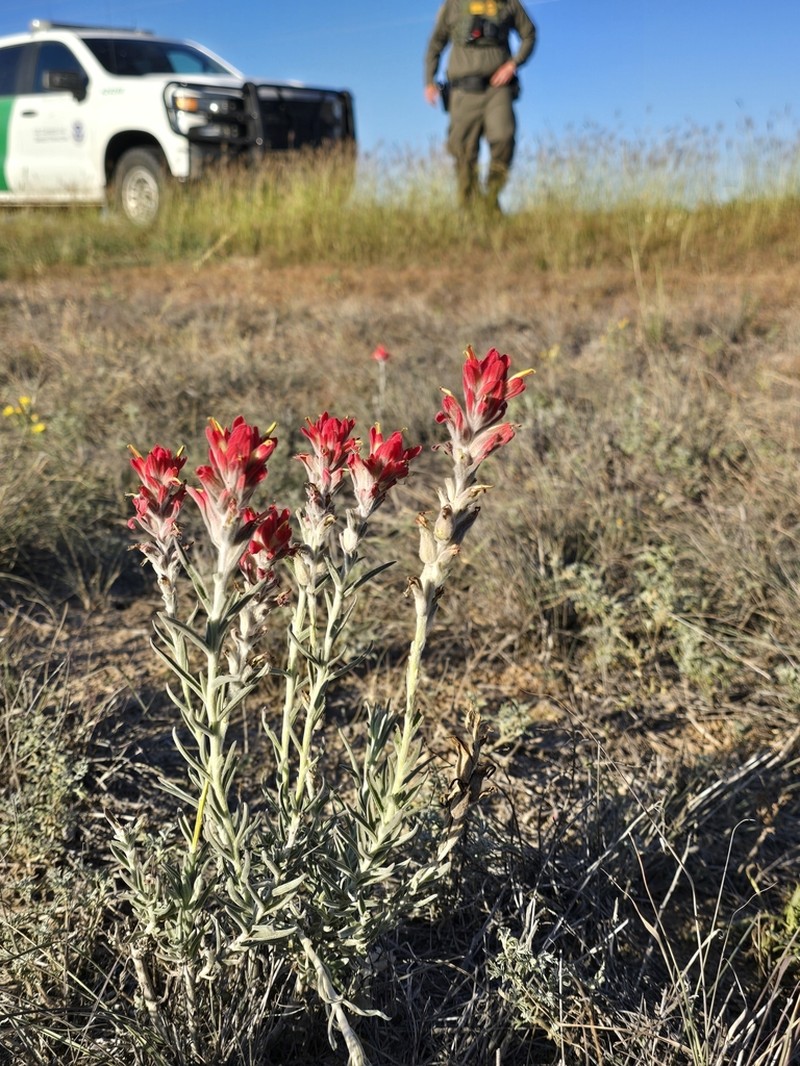 Sierra Woolly Indian Paintbrush
