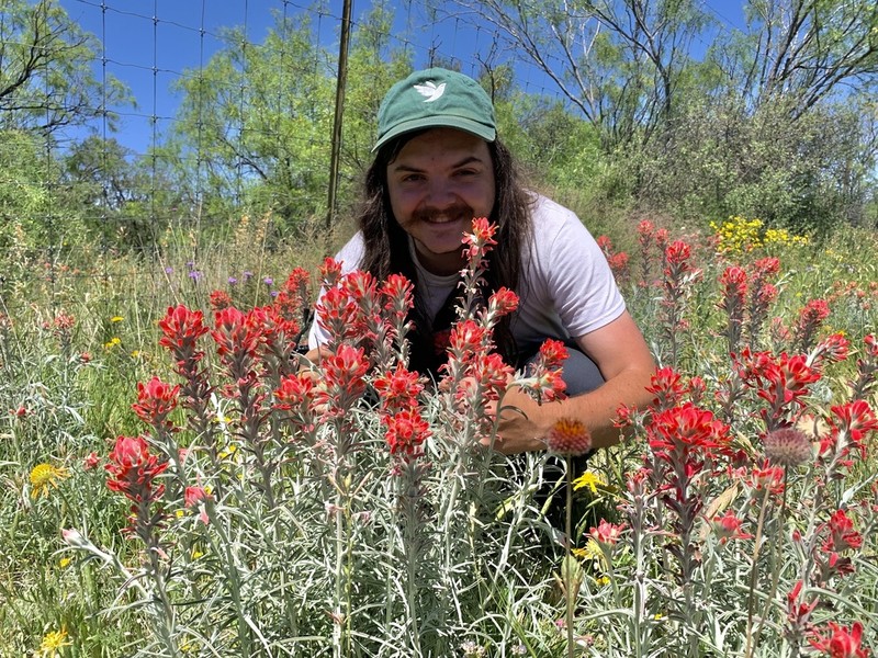 Sierra Woolly Indian Paintbrush photo 2