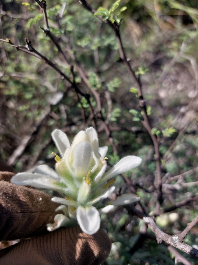 Sierra Woolly Indian Paintbrush photo 3