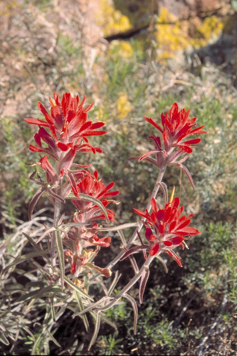 Sierra Woolly Indian Paintbrush photo 4