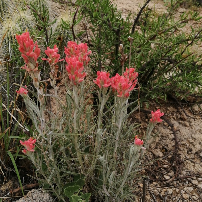 Sierra Woolly Indian Paintbrush photo 5
