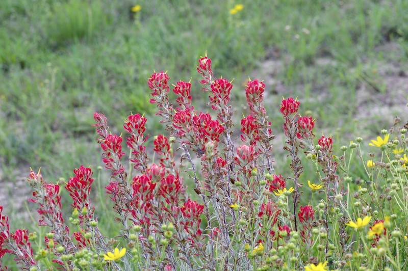 Sierra Woolly Indian Paintbrush photo 6