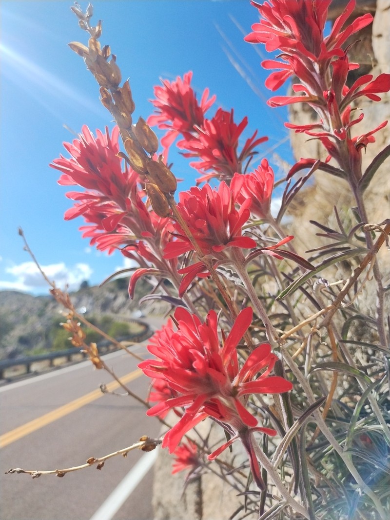 Sierra Woolly Indian Paintbrush photo 7