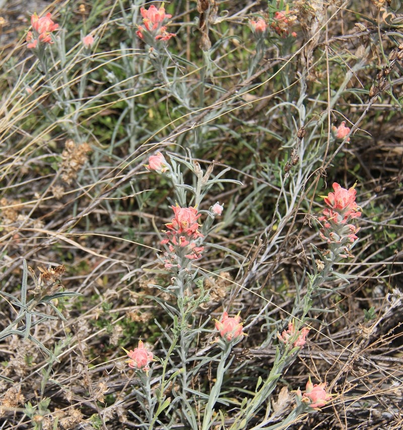 Sierra Woolly Indian Paintbrush photo 8