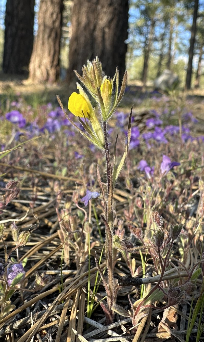 San Bernardino Mountains Indian Paintbrush