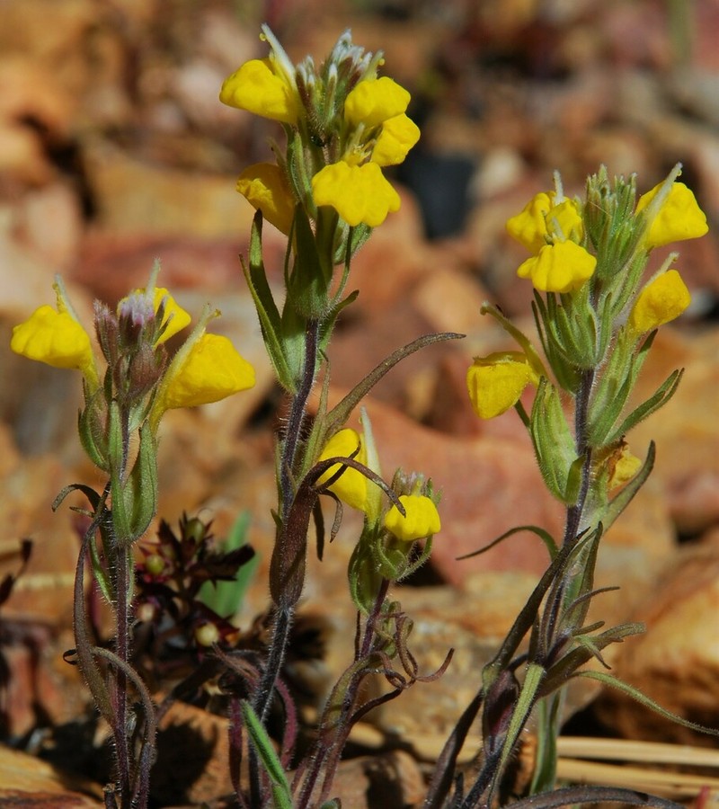 San Bernardino Mountains Indian Paintbrush photo 2