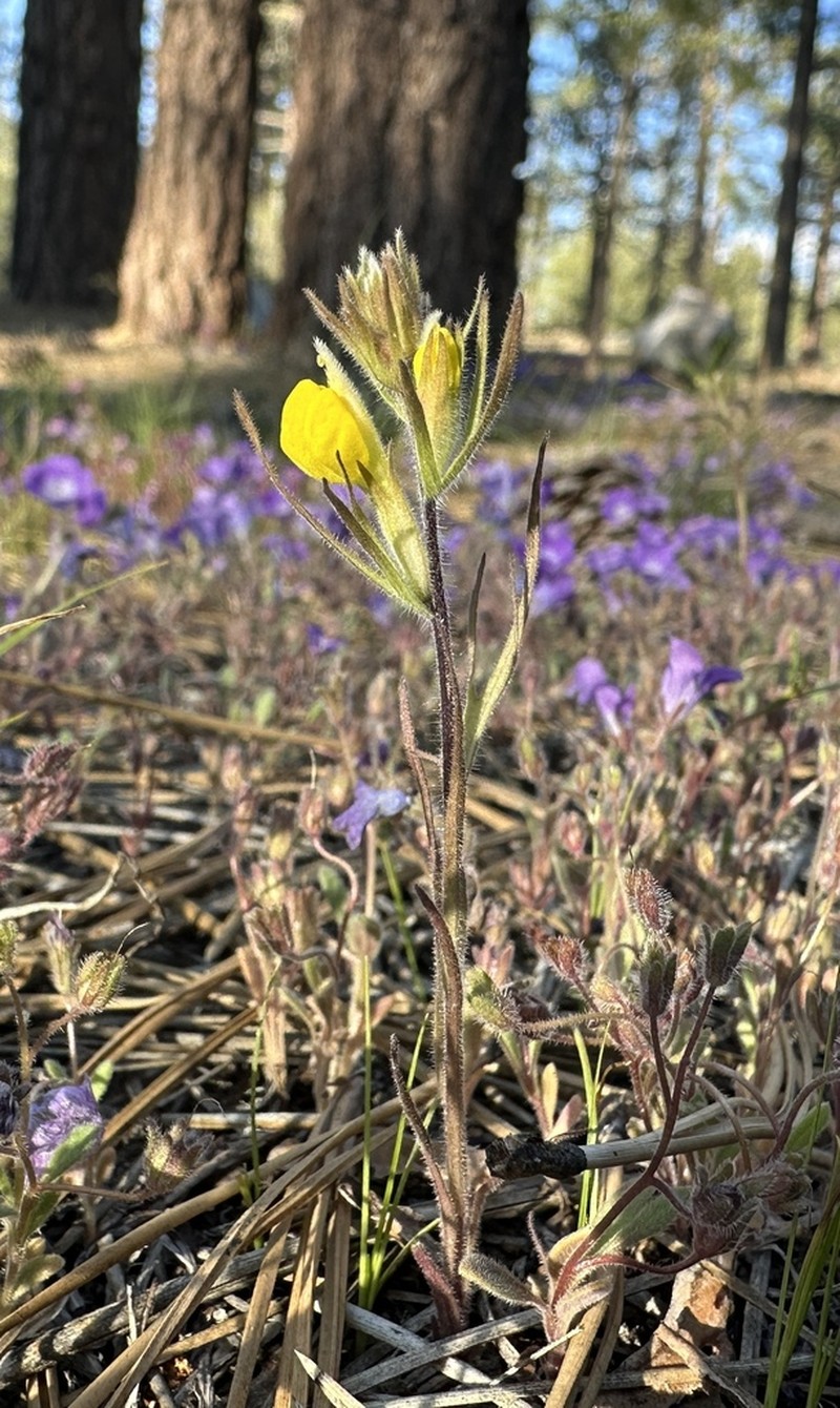 San Bernardino Mountains Indian Paintbrush photo 3