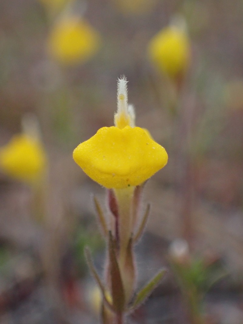 San Bernardino Mountains Indian Paintbrush photo 4