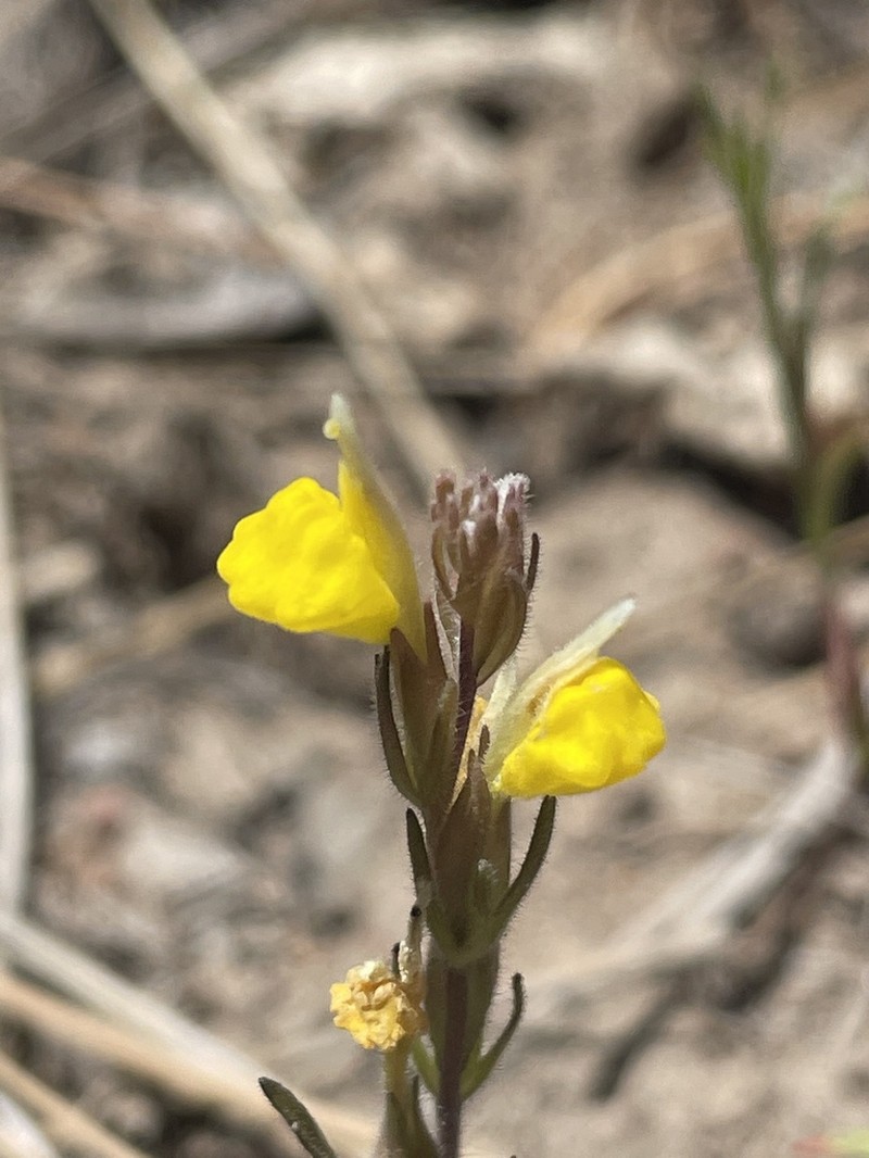 San Bernardino Mountains Indian Paintbrush photo 5
