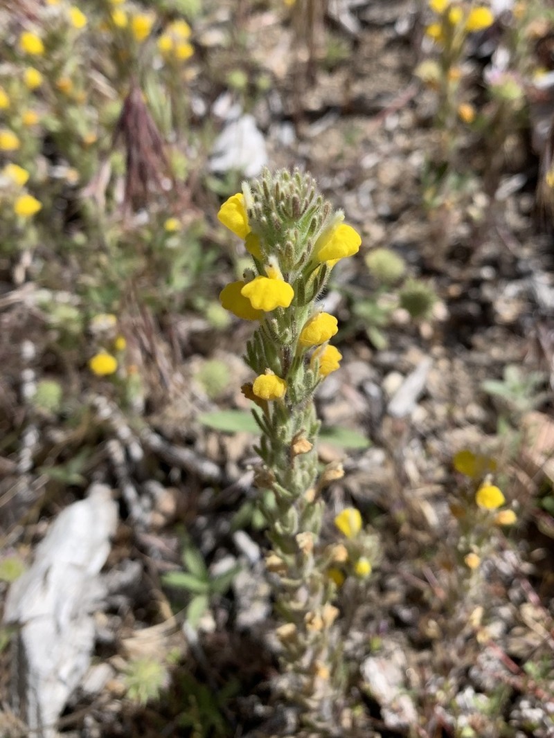San Bernardino Mountains Indian Paintbrush photo 6