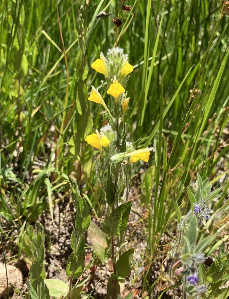 San Bernardino Mountains Indian Paintbrush photo 7