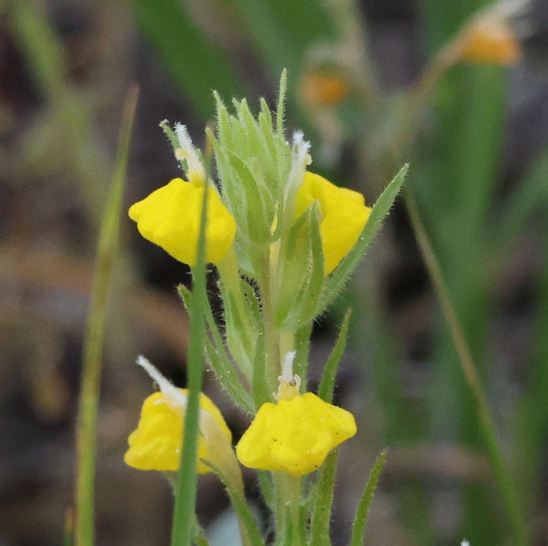 San Bernardino Mountains Indian Paintbrush photo 8