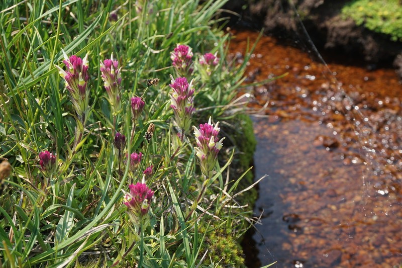 Castilleja lassenensis photo 2