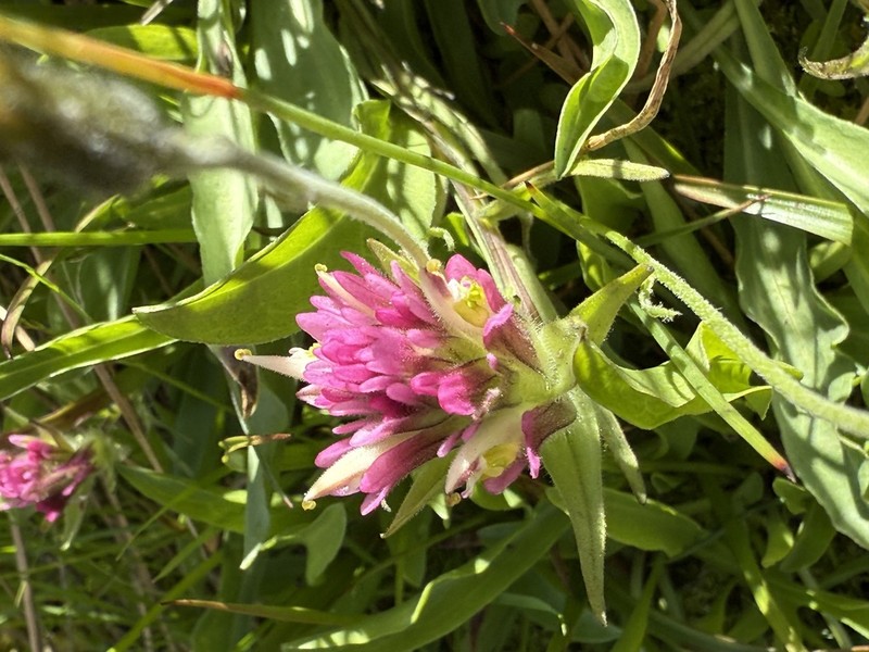 Castilleja lassenensis photo 3