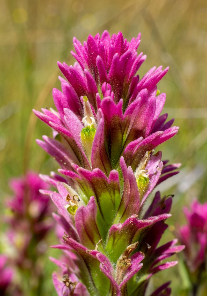Castilleja lassenensis photo 4