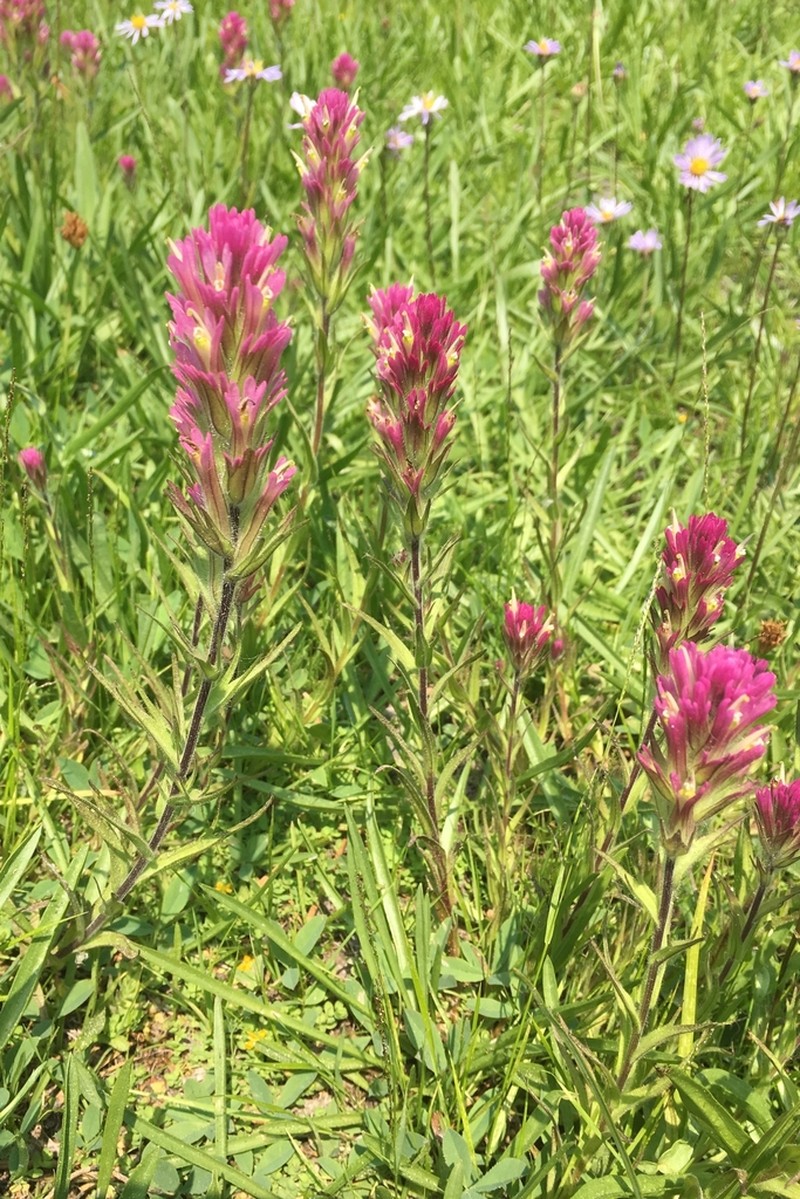 Castilleja lassenensis photo 5