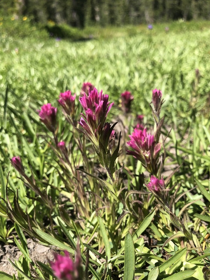 Castilleja lassenensis photo 6