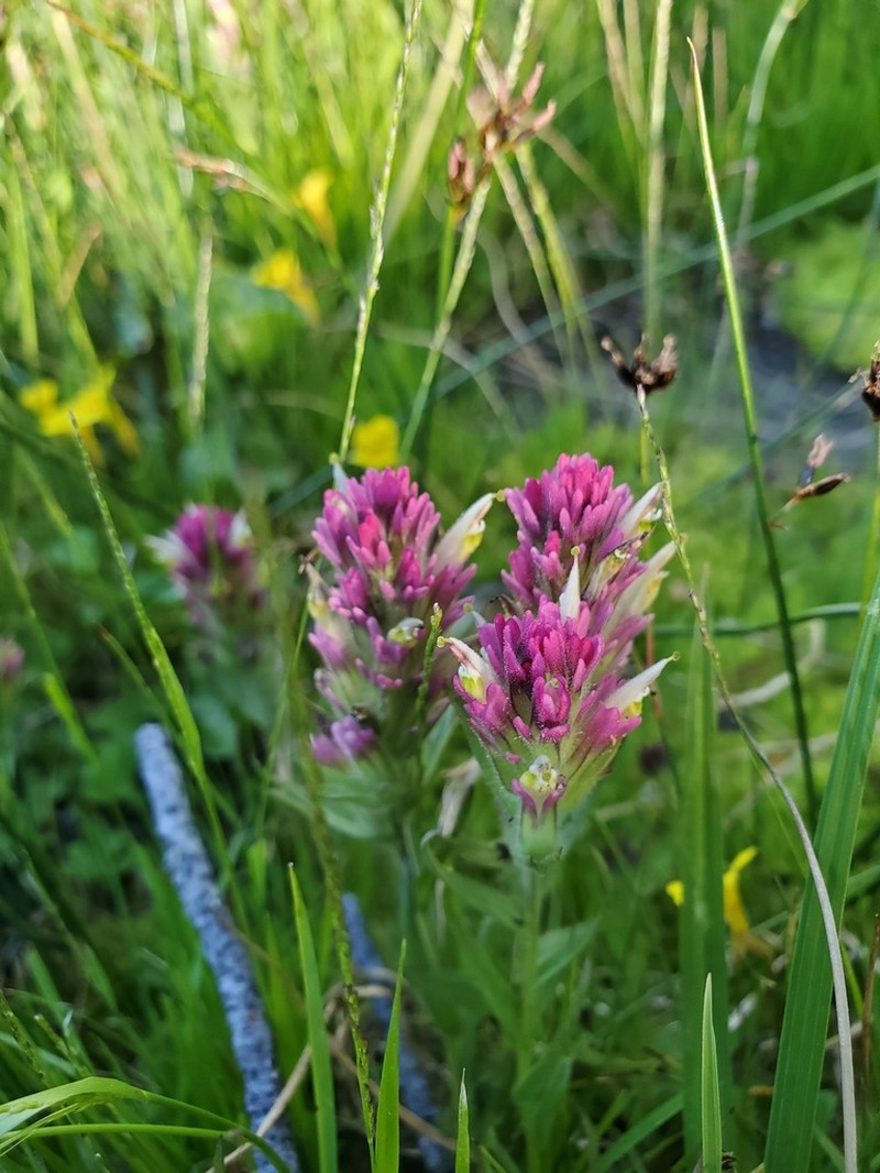 Castilleja lassenensis photo 7