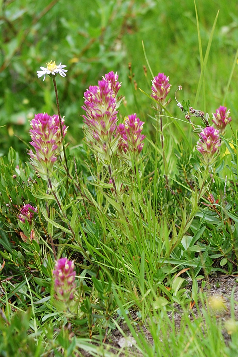 Castilleja lassenensis photo 8