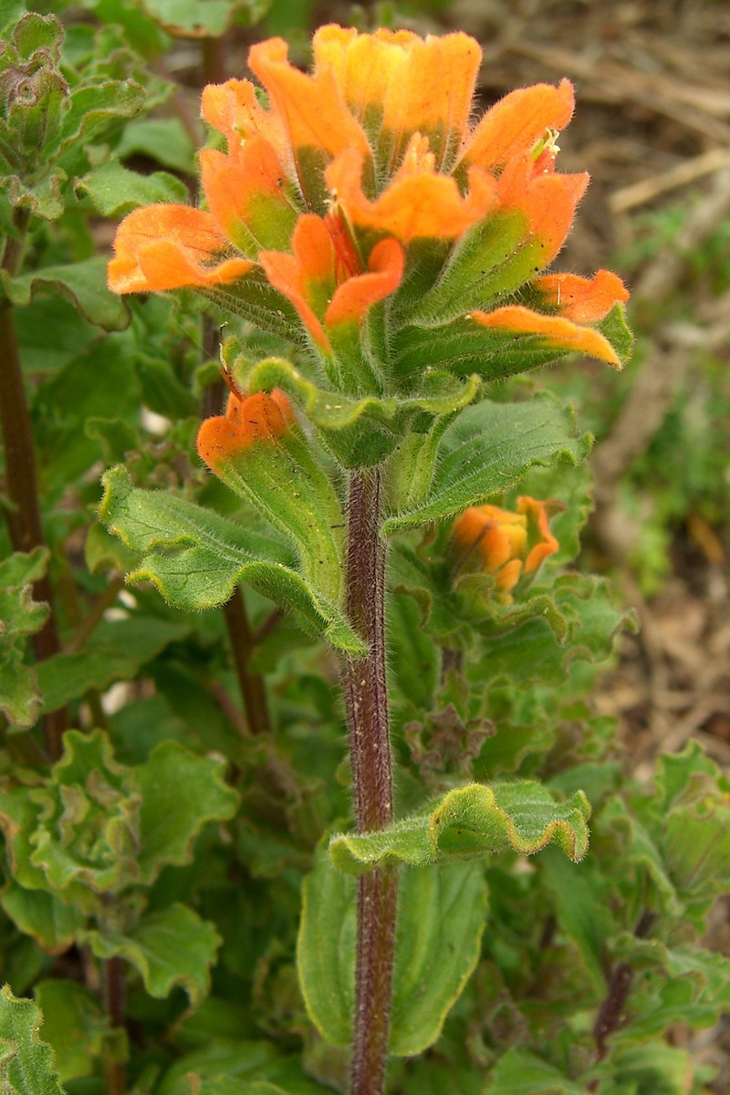 Monterey Indian Paintbrush