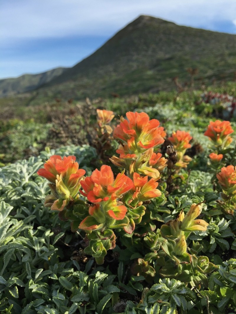 Monterey Indian Paintbrush