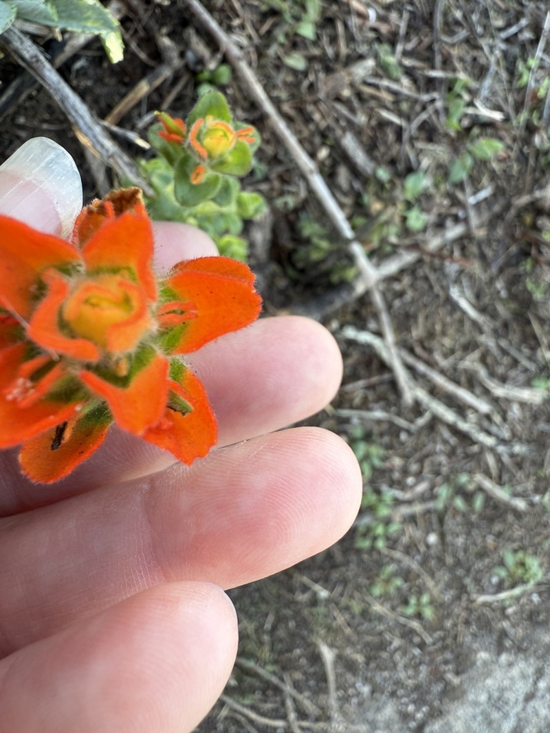 Monterey Indian Paintbrush photo 2