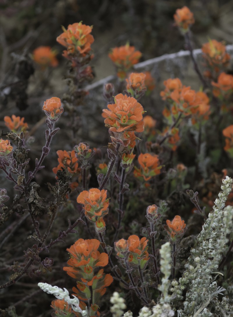 Monterey Indian Paintbrush photo 3