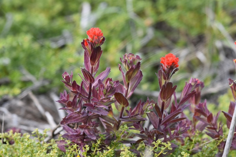 Monterey Indian Paintbrush photo 4