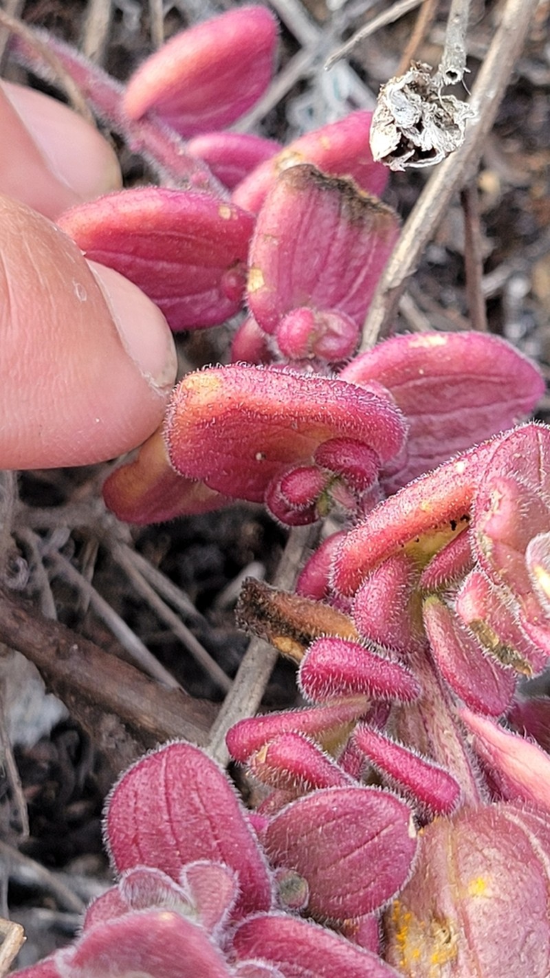 Monterey Indian Paintbrush photo 5