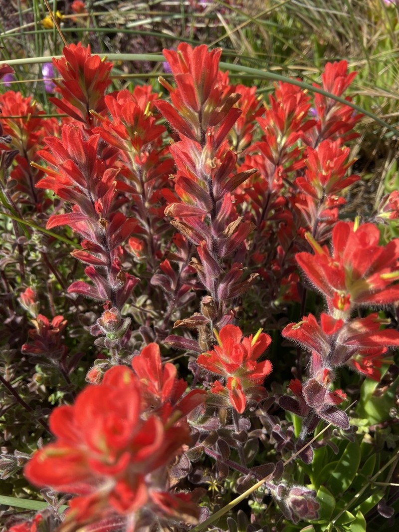 Monterey Indian Paintbrush photo 6