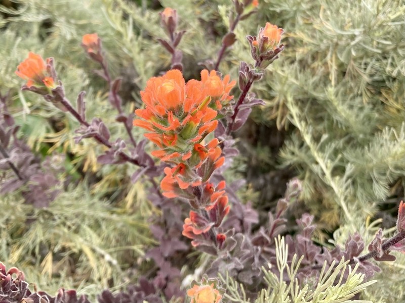 Monterey Indian Paintbrush photo 7