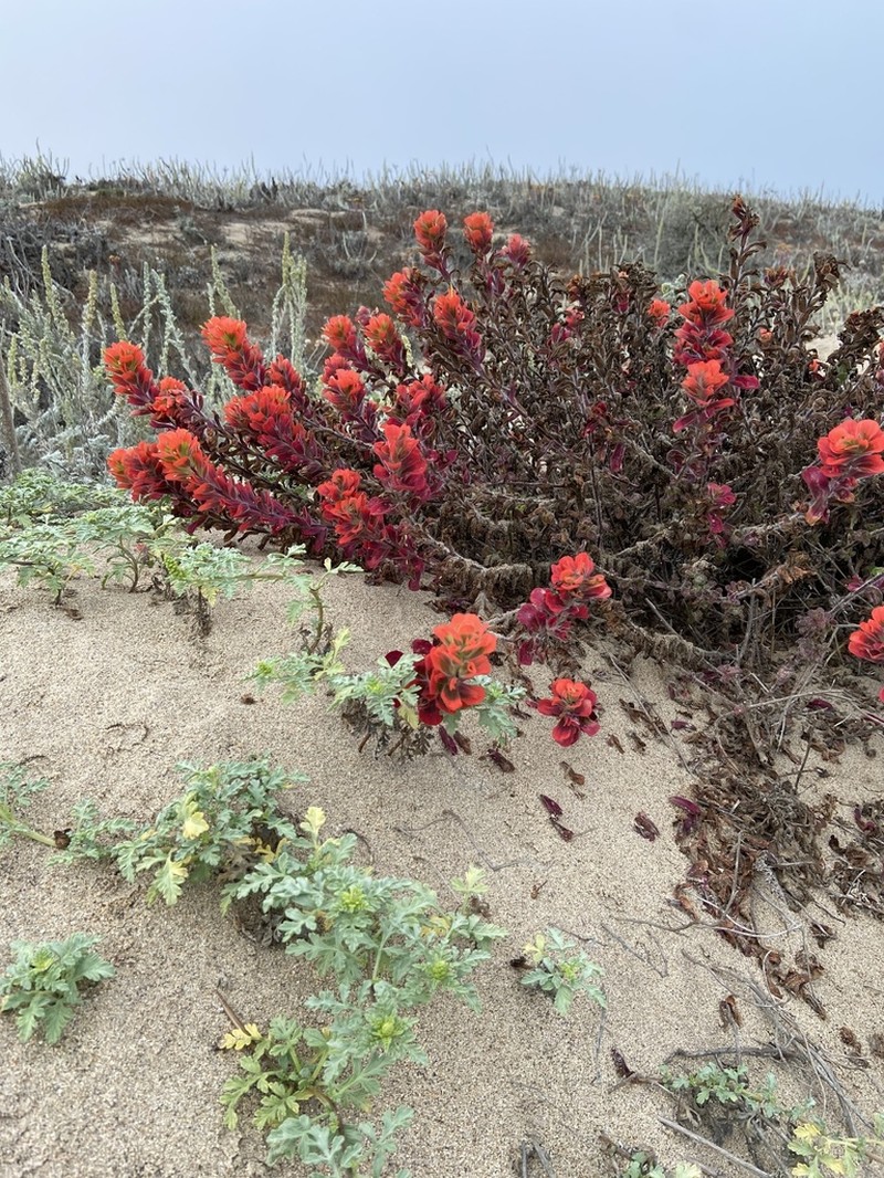 Monterey Indian Paintbrush photo 8