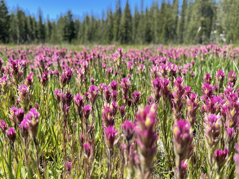 Lemmon's Indian Paintbrush