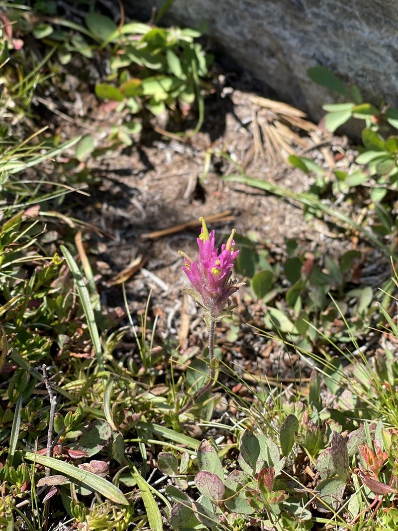 Lemmon's Indian Paintbrush photo 2