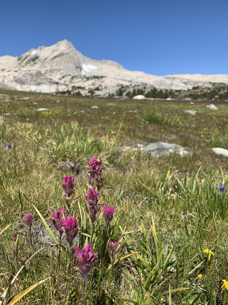 Lemmon's Indian Paintbrush photo 3