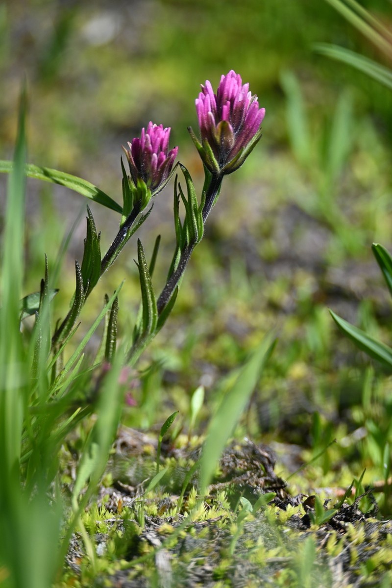 Lemmon's Indian Paintbrush photo 4