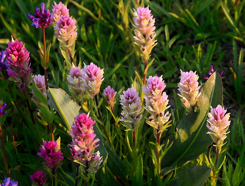 Lemmon's Indian Paintbrush photo 5