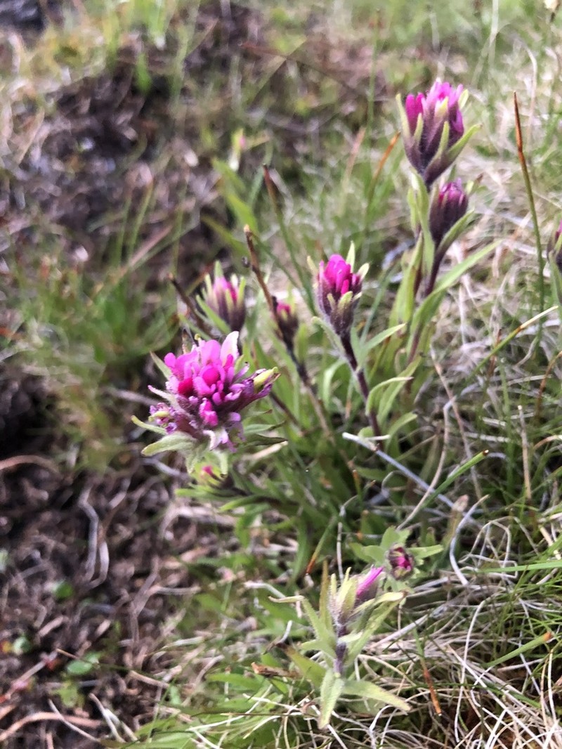 Lemmon's Indian Paintbrush photo 6