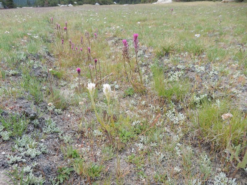 Lemmon's Indian Paintbrush photo 7